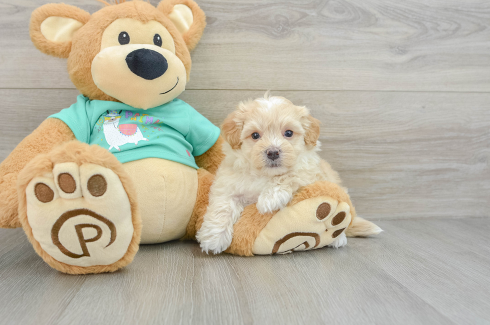 7 week old Maltipoo Puppy For Sale - Lone Star Pups