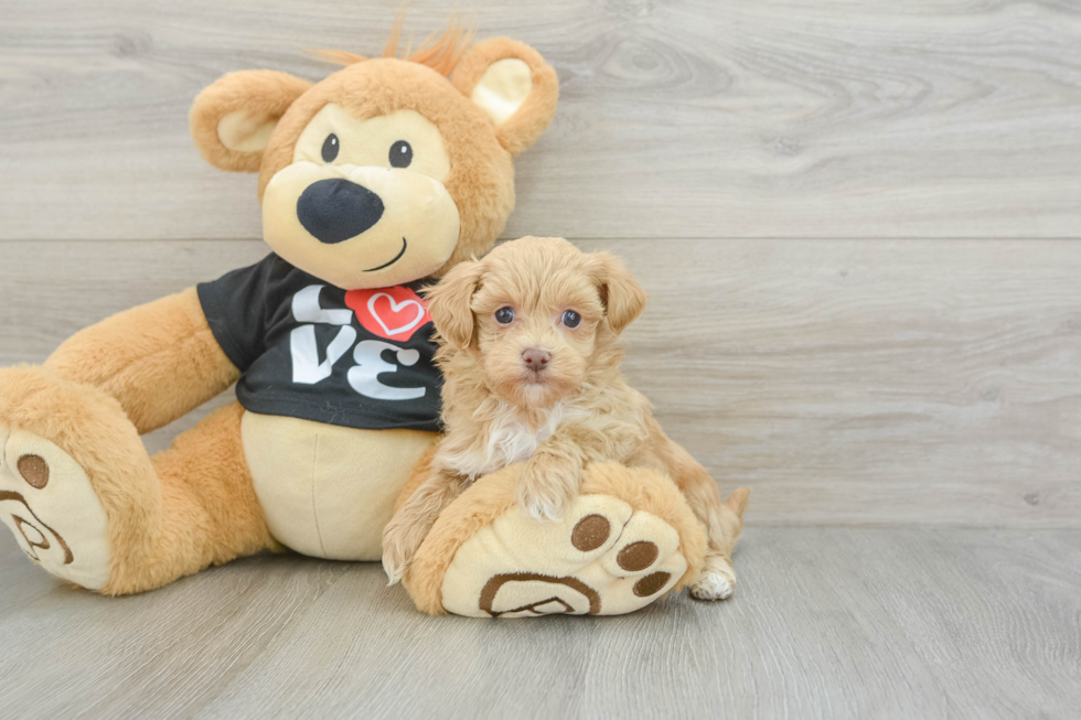 Fluffy Maltipoo Poodle Mix Pup