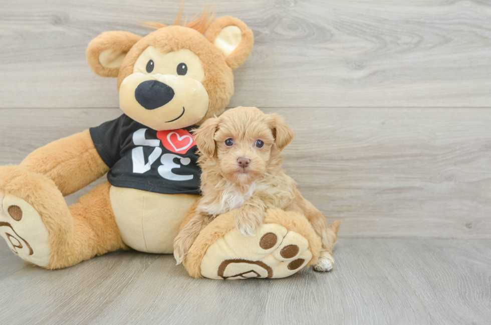 6 week old Maltipoo Puppy For Sale - Lone Star Pups