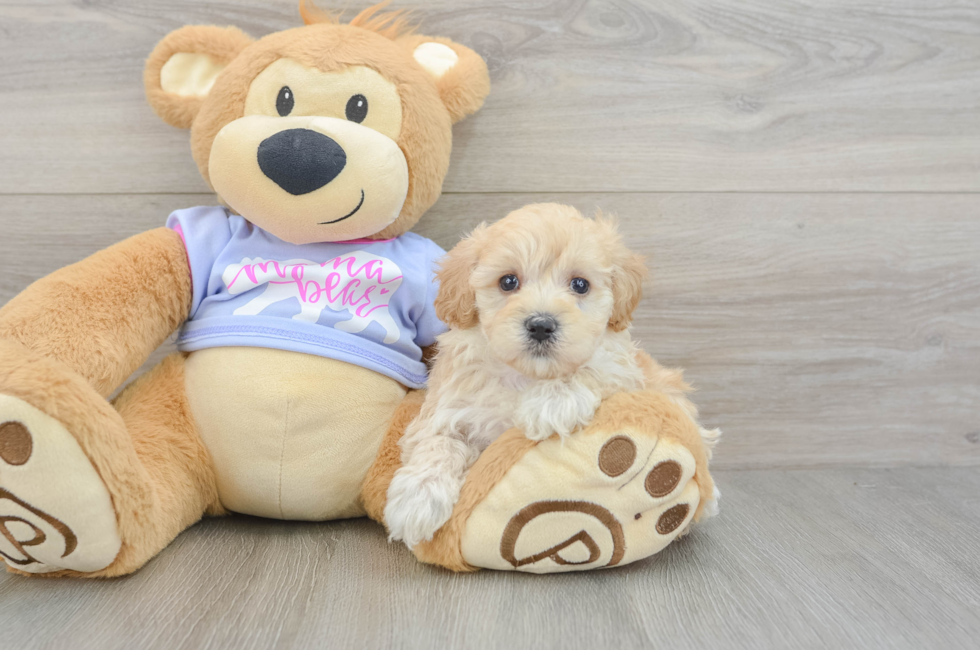 5 week old Maltipoo Puppy For Sale - Lone Star Pups