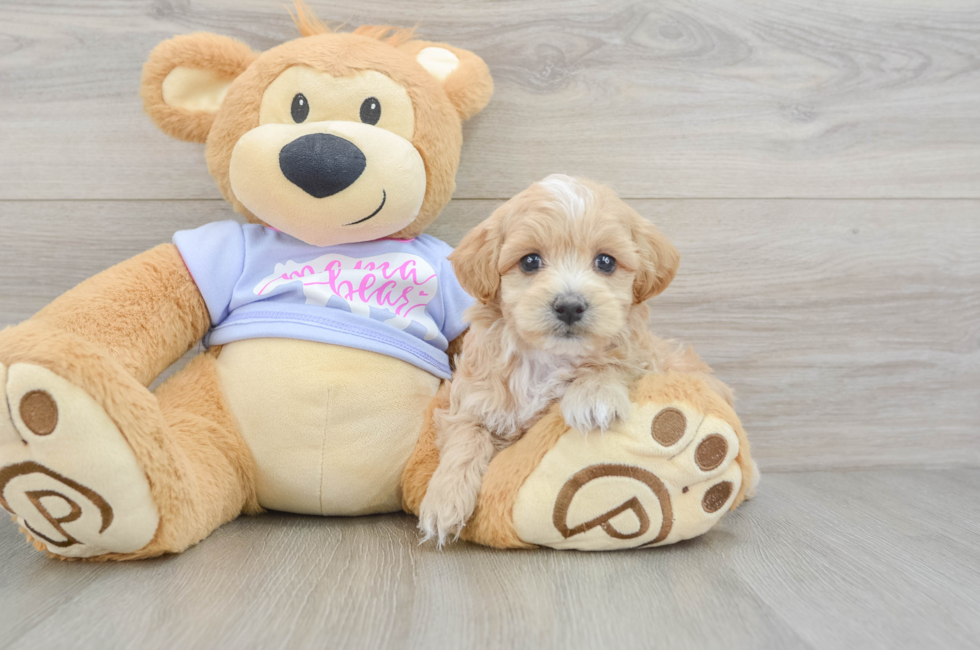 5 week old Maltipoo Puppy For Sale - Lone Star Pups