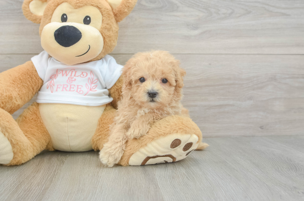 9 week old Maltipoo Puppy For Sale - Lone Star Pups