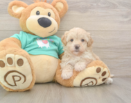 7 week old Maltipoo Puppy For Sale - Lone Star Pups