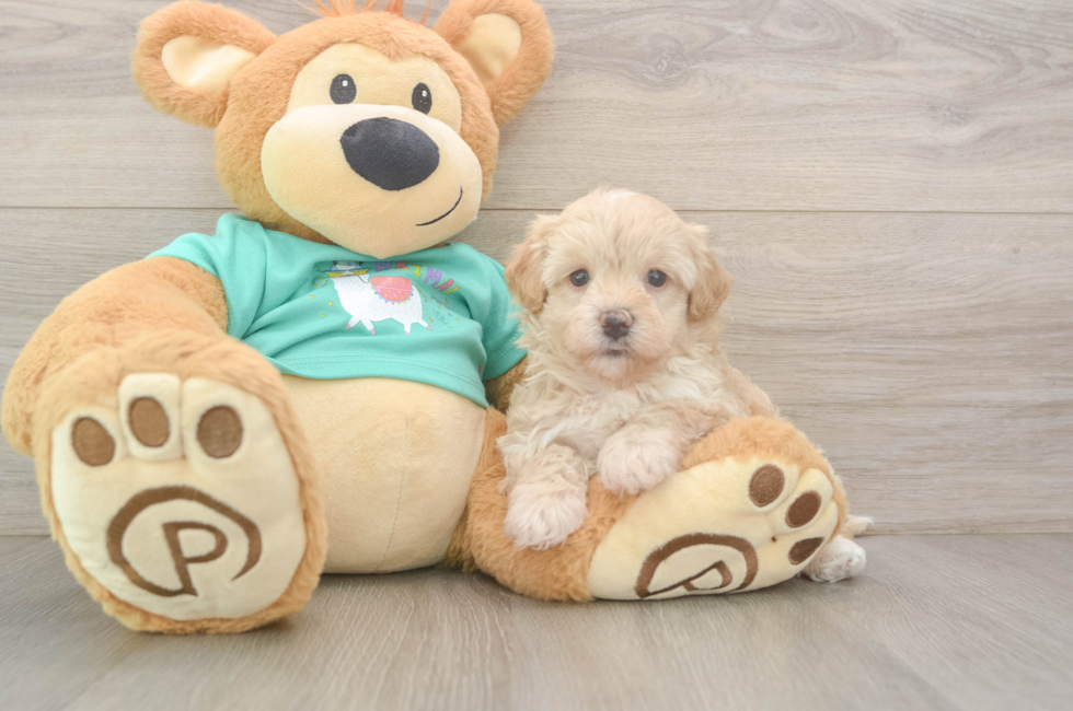 6 week old Maltipoo Puppy For Sale - Lone Star Pups