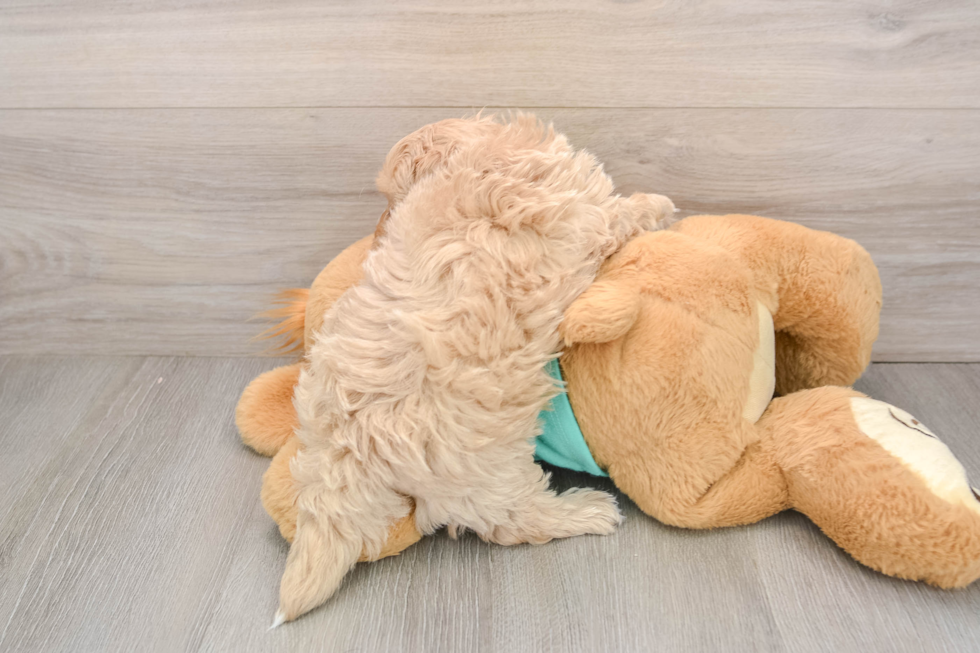 Maltipoo Puppy for Adoption