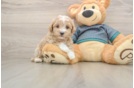 Smart Maltipoo Poodle Mix Pup