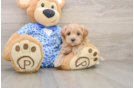 Best Maltipoo Baby