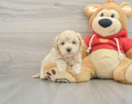 8 week old Maltipoo Puppy For Sale - Lone Star Pups