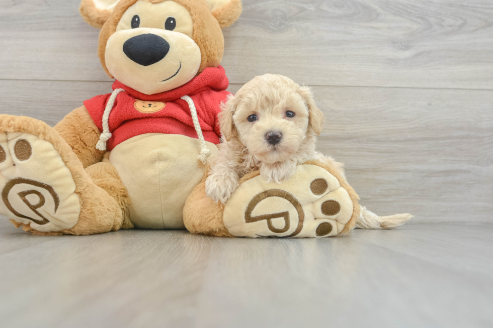 Maltipoo Pup Being Cute