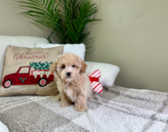 9 week old Maltipoo Puppy For Sale - Lone Star Pups