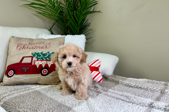 Cute Malt a Poo Poodle Mix Puppy