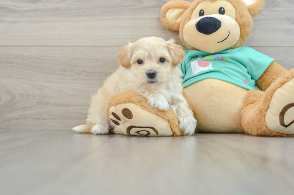 7 week old Maltipoo Puppy For Sale - Lone Star Pups