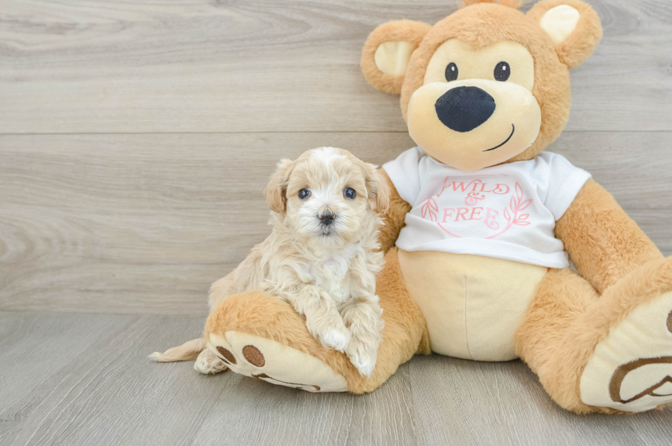 5 week old Maltipoo Puppy For Sale - Lone Star Pups