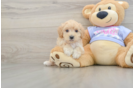 Popular Maltipoo Poodle Mix Pup