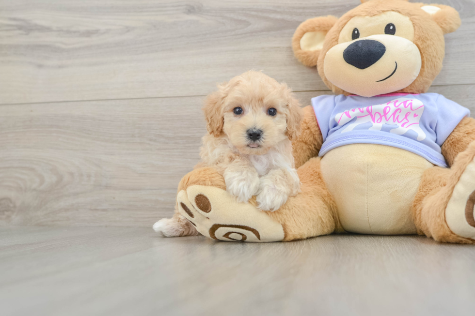 Popular Maltipoo Poodle Mix Pup