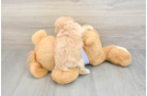 Petite Maltipoo Poodle Mix Pup