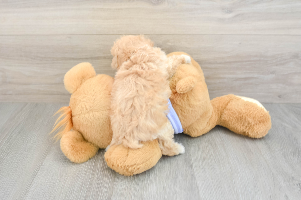 Petite Maltipoo Poodle Mix Pup