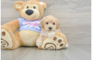 Smart Maltipoo Poodle Mix Pup