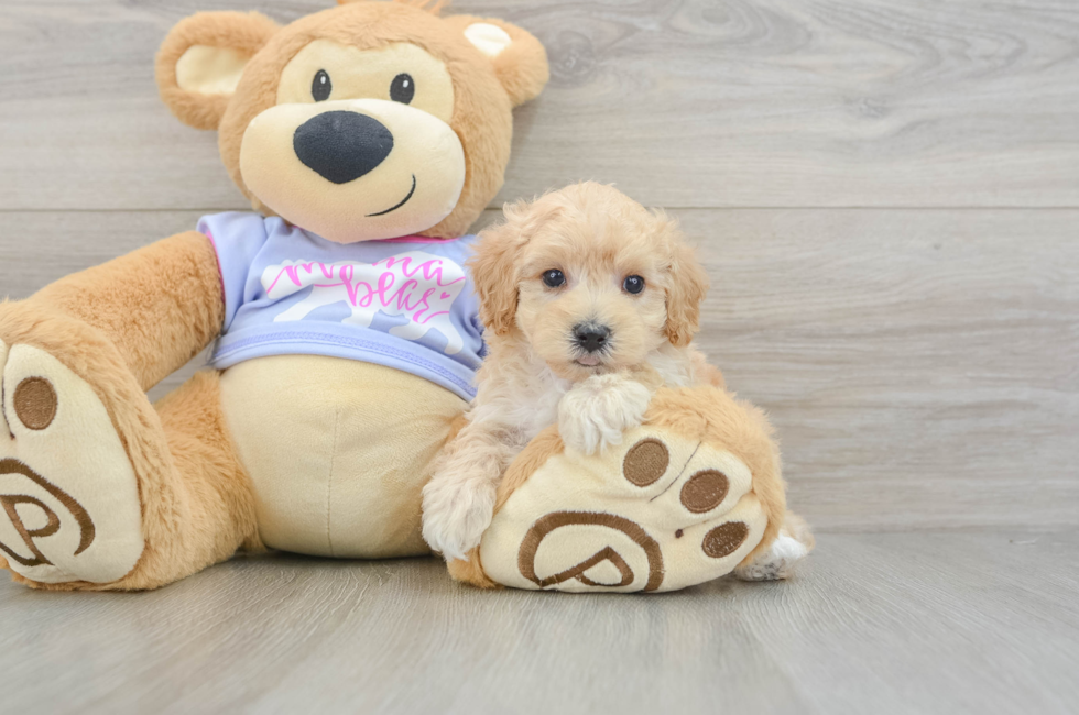 5 week old Maltipoo Puppy For Sale - Lone Star Pups
