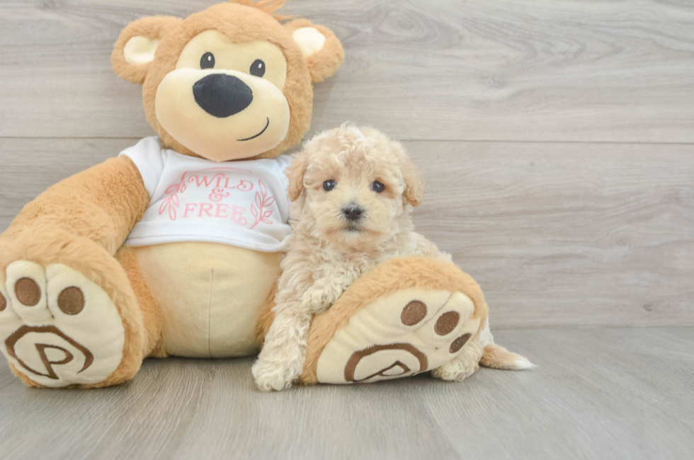 6 week old Maltipoo Puppy For Sale - Lone Star Pups