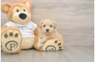 Maltipoo Pup Being Cute