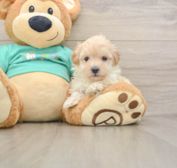 9 week old Maltipoo Puppy For Sale - Lone Star Pups