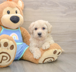 7 week old Maltipoo Puppy For Sale - Lone Star Pups