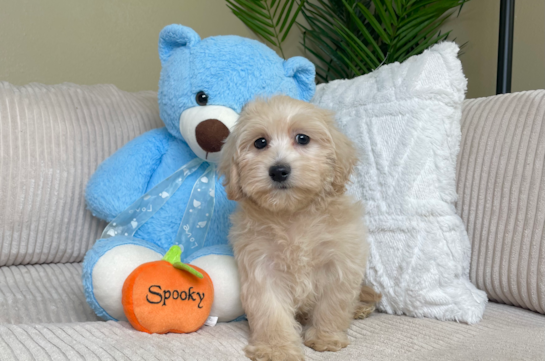 Maltipoo Puppy for Adoption