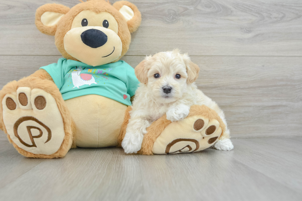 Playful Maltepoo Poodle Mix Puppy