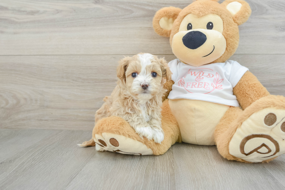 Small Maltipoo Baby