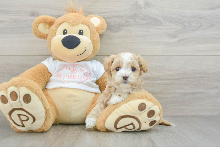Maltipoo Pup Being Cute