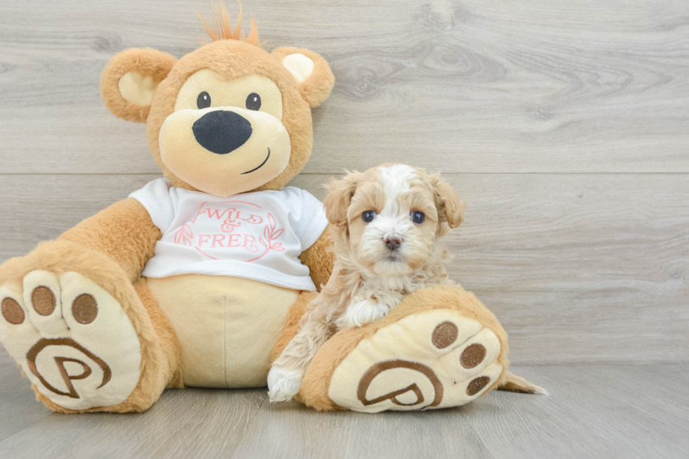 Maltipoo Pup Being Cute