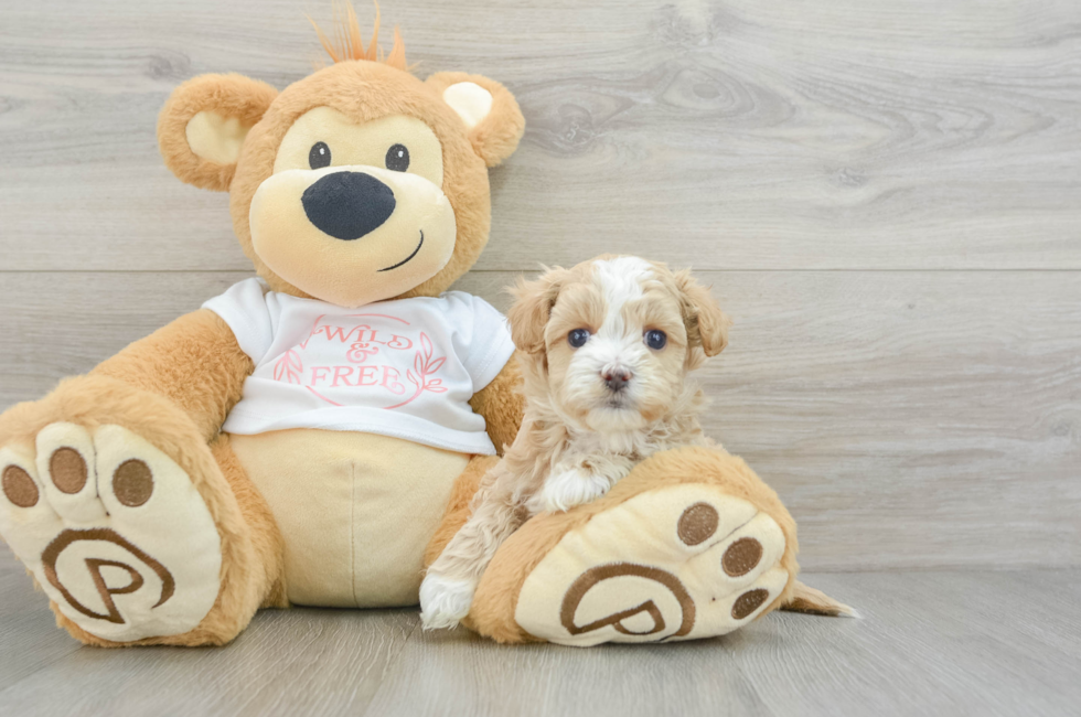 7 week old Maltipoo Puppy For Sale - Lone Star Pups