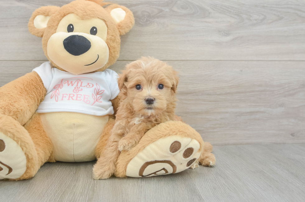 6 week old Maltipoo Puppy For Sale - Lone Star Pups