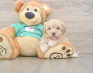 7 week old Maltipoo Puppy For Sale - Lone Star Pups