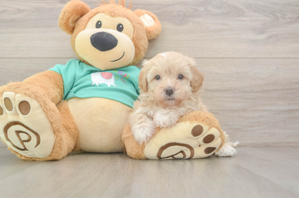 6 week old Maltipoo Puppy For Sale - Lone Star Pups