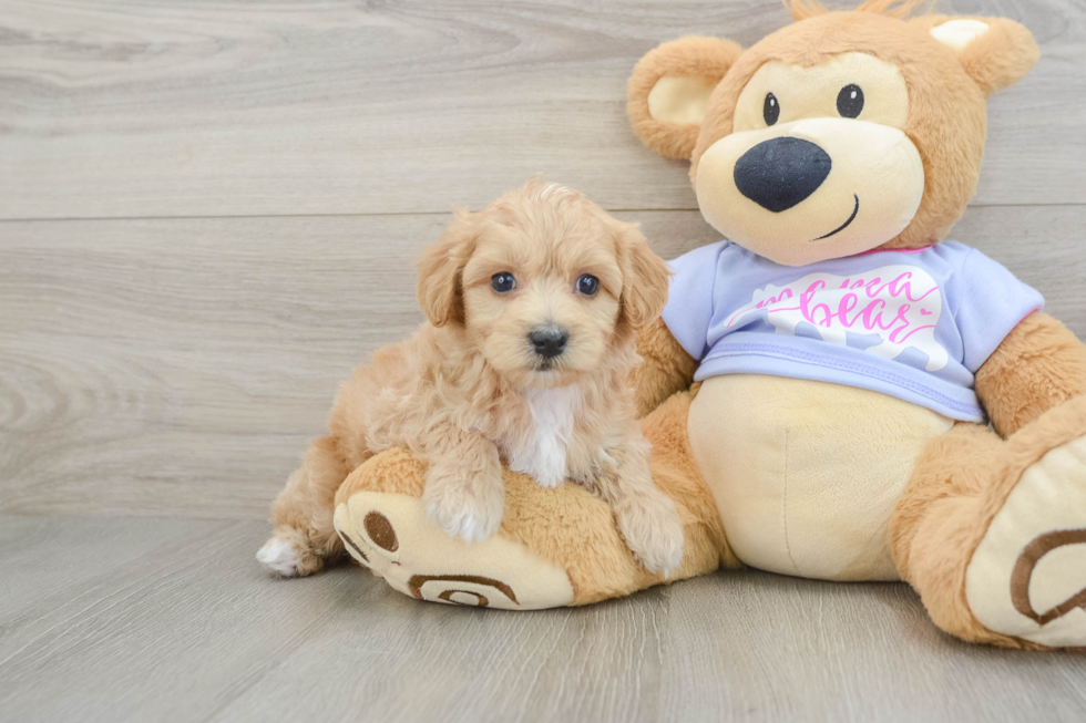 Adorable Multipoo Poodle Mix Puppy