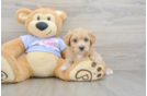 Maltipoo Puppy for Adoption