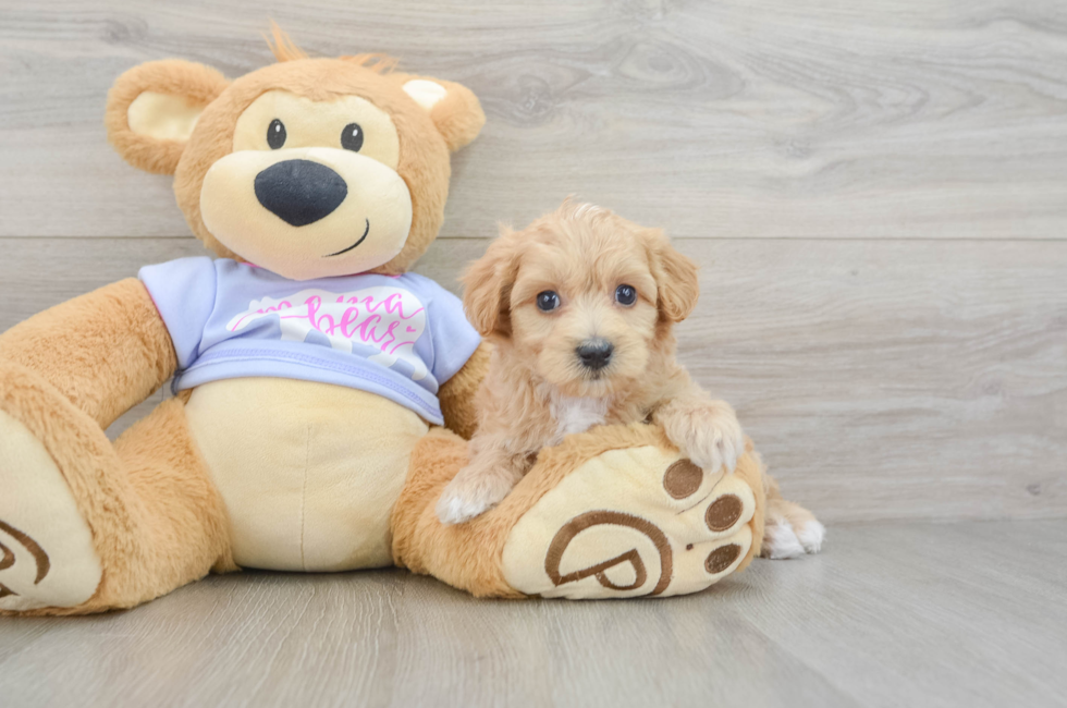 5 week old Maltipoo Puppy For Sale - Lone Star Pups