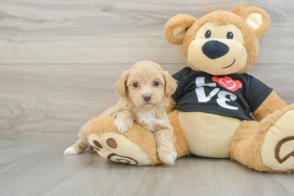 Maltipoo Pup Being Cute