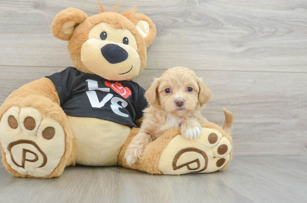 7 week old Maltipoo Puppy For Sale - Lone Star Pups