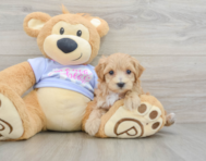 8 week old Maltipoo Puppy For Sale - Lone Star Pups