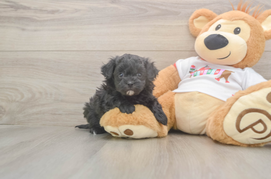 Smart Maltipoo Poodle Mix Pup