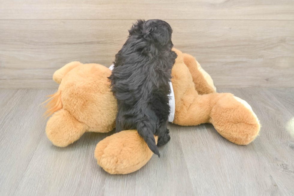 Playful Maltepoo Poodle Mix Puppy