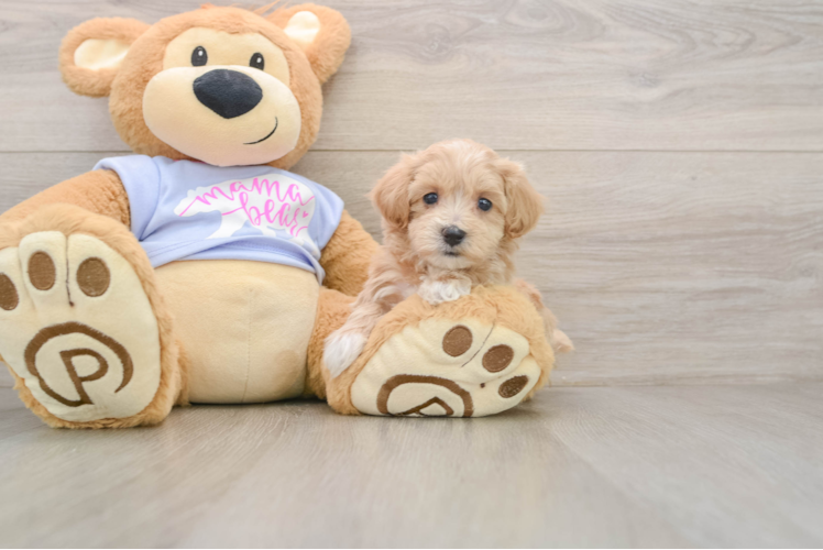 Energetic Malt a Poo Poodle Mix Puppy