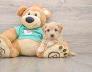 8 week old Maltipoo Puppy For Sale - Lone Star Pups
