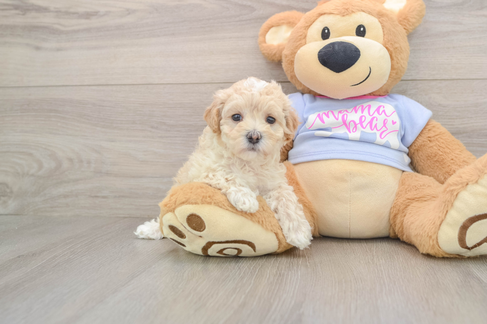 Maltipoo Puppy for Adoption