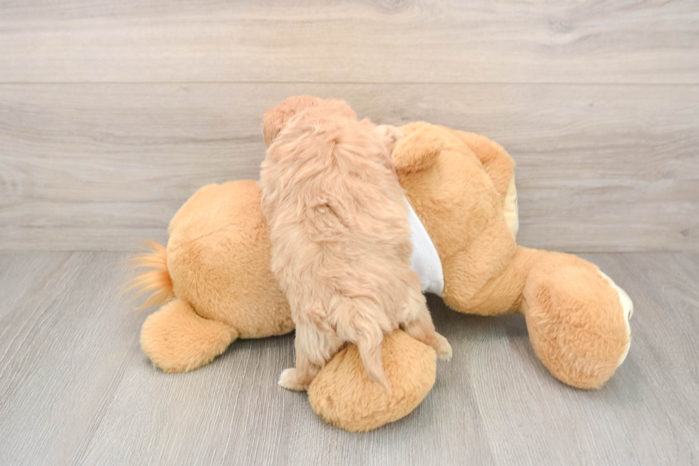 Smart Maltipoo Poodle Mix Pup