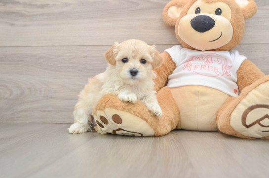 Maltipoo Puppy for Adoption