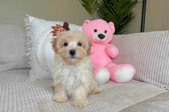 Best Maltipoo Baby